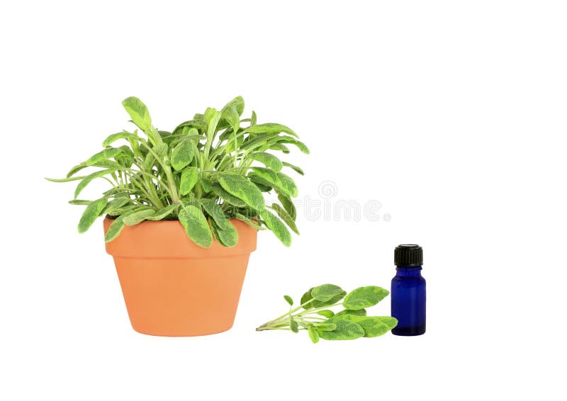 The Herb Sage Growing in a Rock Garden Stock Photo Image of health
