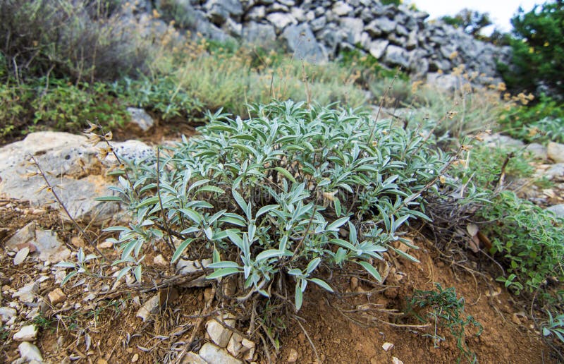 Herb sage stock photo. Image of leaf, botany, brush, healthy 76845298