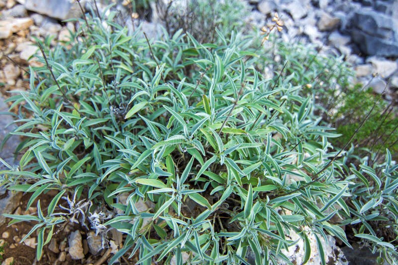 Herb sage stock photo. Image of food, flavor, ingredient 76845948