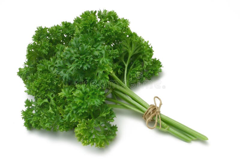 Herb Series Parsley stock image. Image of bundle, seasoning 2247089
