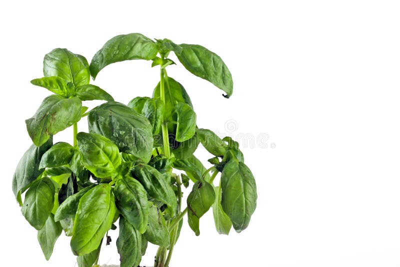 Herb sweet basil stock image. Image of basil, food, fresh 9102563