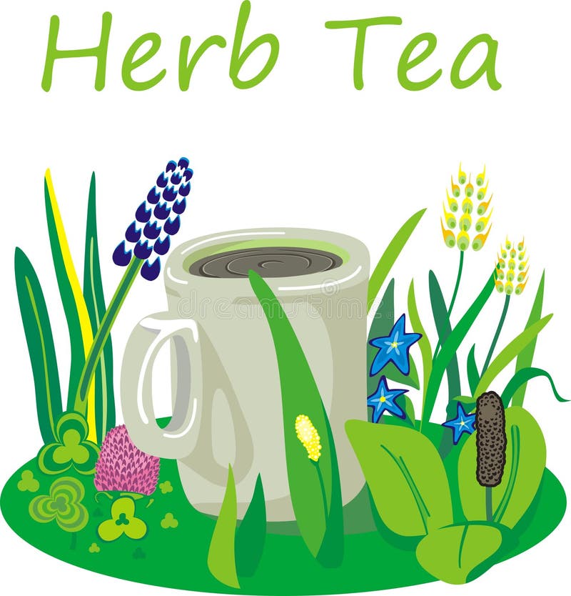 Herb tea stock vector. Illustration of trefoil, plain 53495693