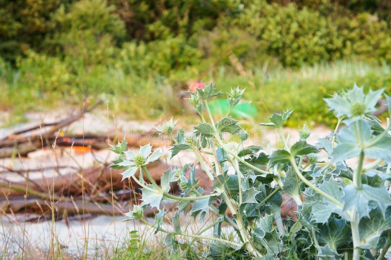 Bluehead, or Eringium, a herbaceous plant with sharp leaves. Bluehead, or Eringium, a herbaceous plant with sharp leaves