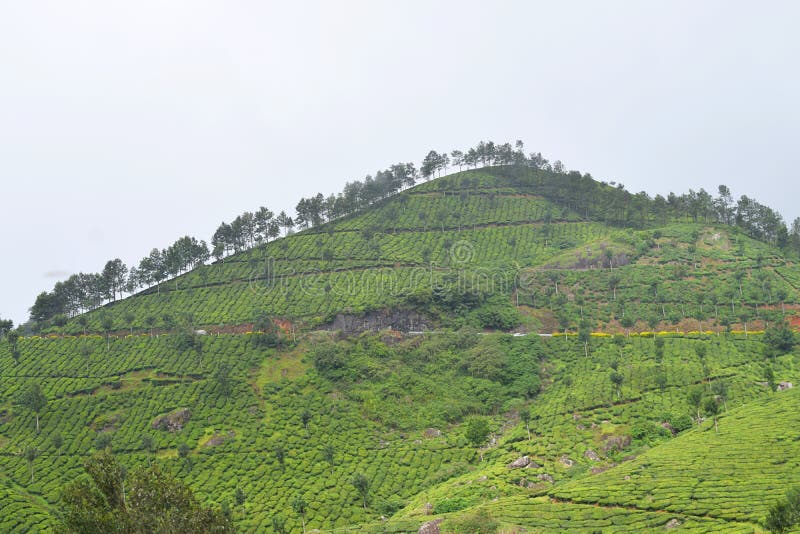 Herbaciane plantacje na wzgórzach Munnar, Kerala, India - Zielony natura krajobraz fotografia royalty free Herbaciane plantacje na wzgórzach Munnar, Kerala, India - Zielony natura krajobraz fotografia royalty free