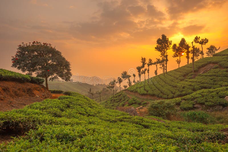 Herbaciane plantacje w Munnar, Kerala, India