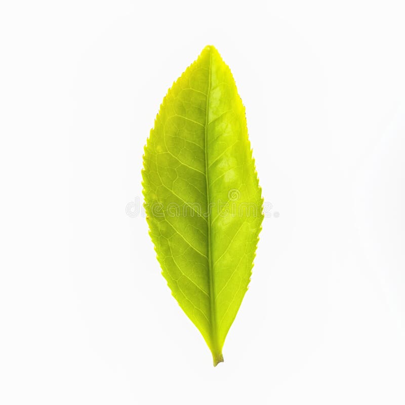 Green tea leaf isolated on white background. Green tea leaf isolated on white background