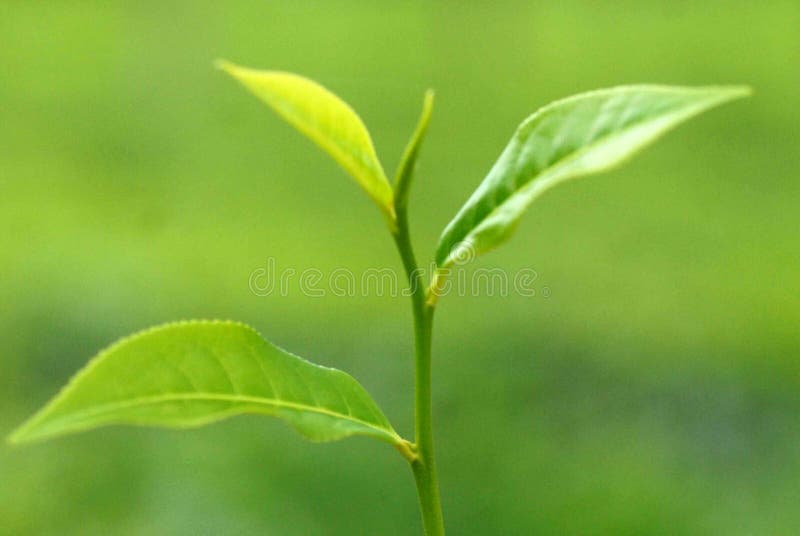 Herbaciany ogród przy Sylhet, Bangladesz zdjęcie royalty free Herbaciany ogród przy Sylhet, Bangladesz zdjęcie royalty free