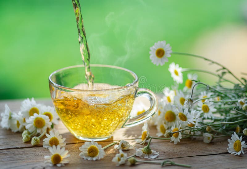Herbal chamomile tea och chamomile-blommor nära teapot och teglas på träbord. landskapsbakgrund royaltyfri foto