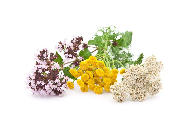 Herbal stock photo. Image of thymus, garden 20932338