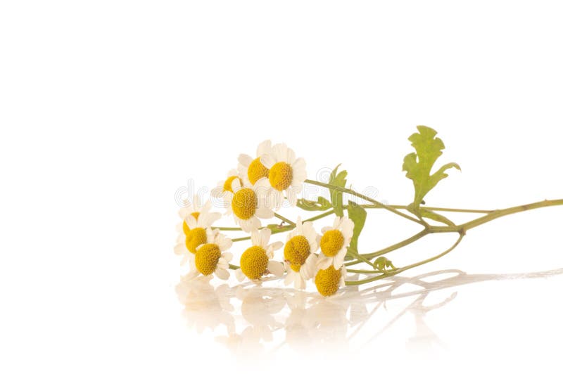 Herbal medicine camomile stock image. Image of glass 37107237