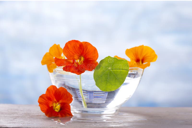 Herbal Medicine - nasturtium. herbal tea