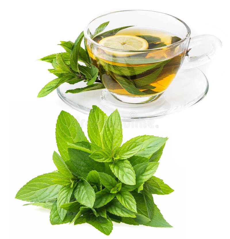 Herbal Mint Tea Picnic in Nature Stock Image Image of cloth, leaves