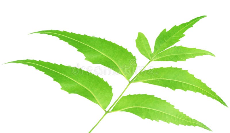 Herbal Neem leaves over white background