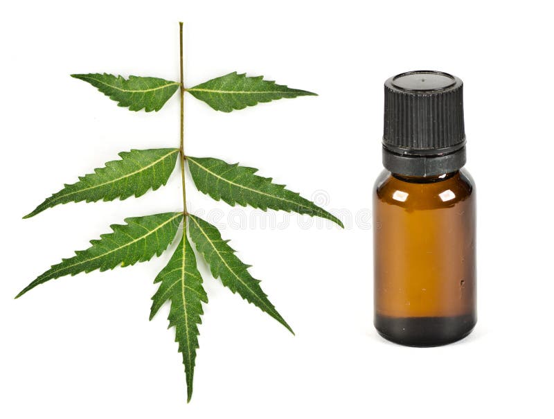 Neem Oil Stock Illustrations 100 Neem Oil Stock Illustrations