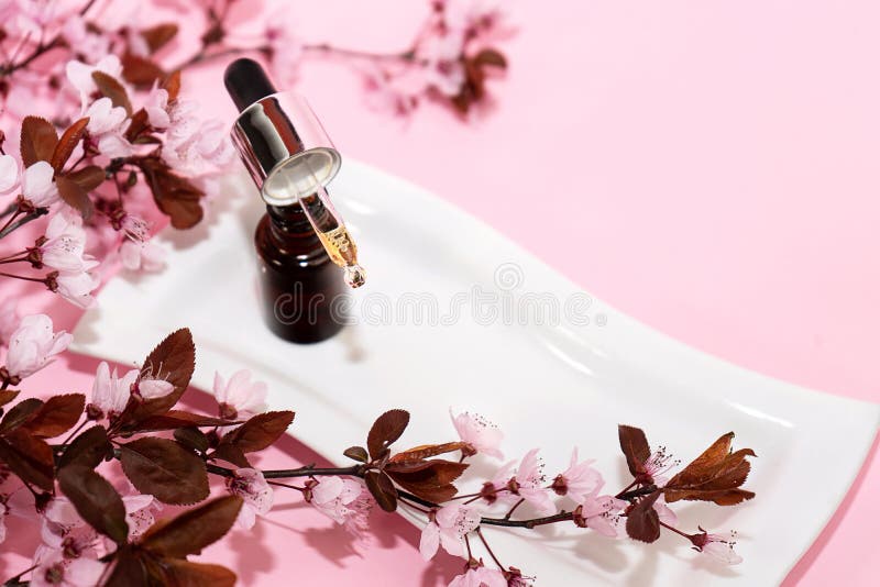 Bottles of essential oil with pink cherry blossoms Stock Photo by