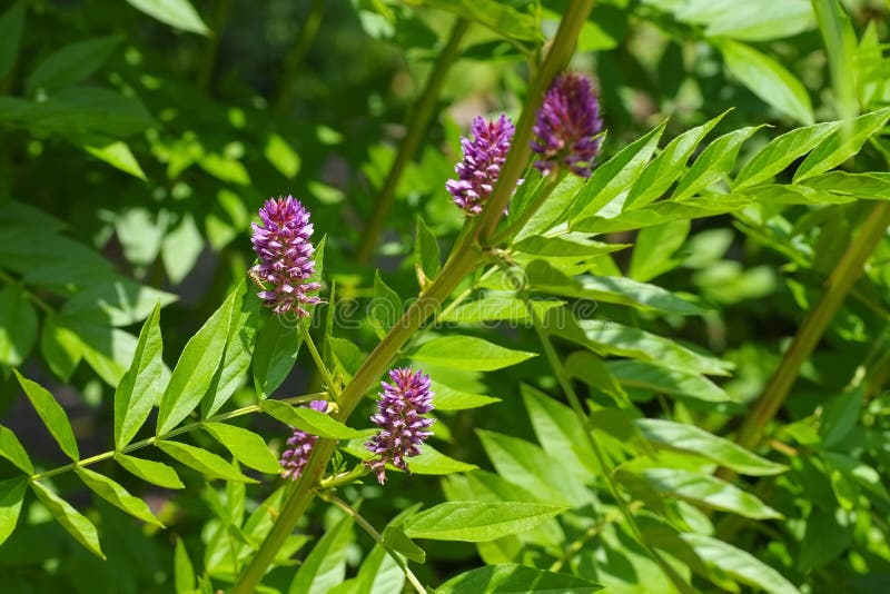 The herbal plant Liquorice