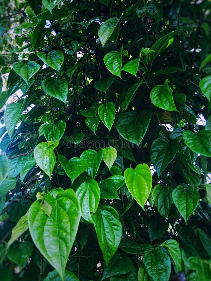 Herbal Plants in the Form of Betel Which Thrives by Propagating on