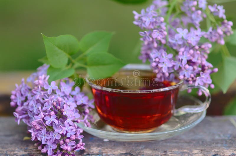 Herbal Tea with Lilac Flower Stock Photo Image of flower, spring