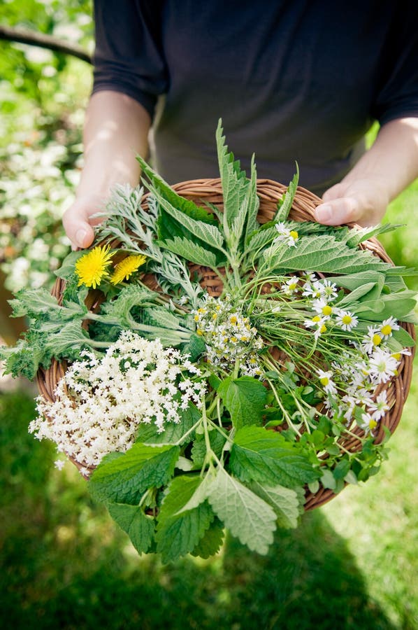 Selection of wild herbs in small basket. Green herbal drug medicine stock images, royalty-free photos and pictures