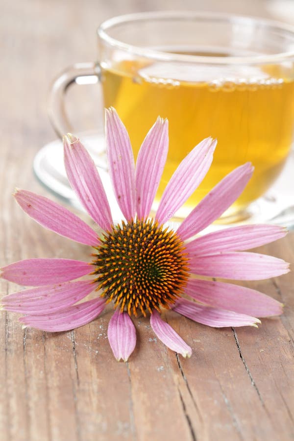 Herbal Tea and Purple Coneflower Stock Image Image of immunopotentiator, healthcare 15938559