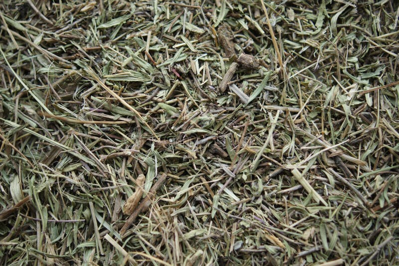 Herbal Tea Thyme. Medicinal herbs. Dry grass texture background stock image Herbal Tea Thyme. Medicinal herbs. Dry grass texture background stock image