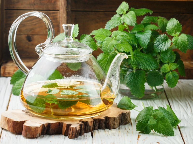 Herbal Tea in a Transparent Teapot on the Table and Sprigs of Fresh Melissa Lemon Balm and Mint