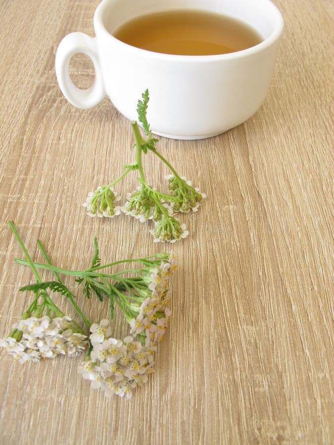 Yarrow Tea stock image. Image of flower, medicine, wildflower - 17828691