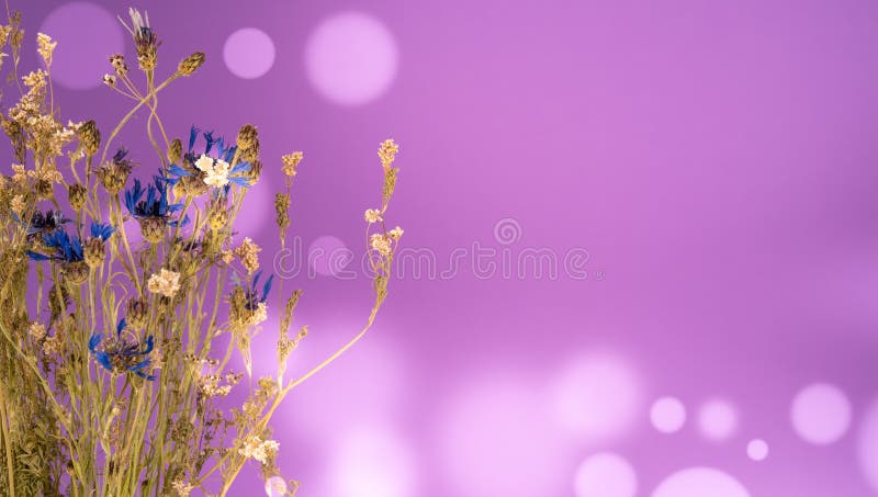 Herbario De Flores Silvestres Muertas En Fondo Bokeh Imagen de archivo - Imagen de flores, medicinal: 202996153 Herbario De Flores Silvestres Muertas En Fondo Bokeh Imagen de archivo - Imagen de flores, medicinal: 202996153