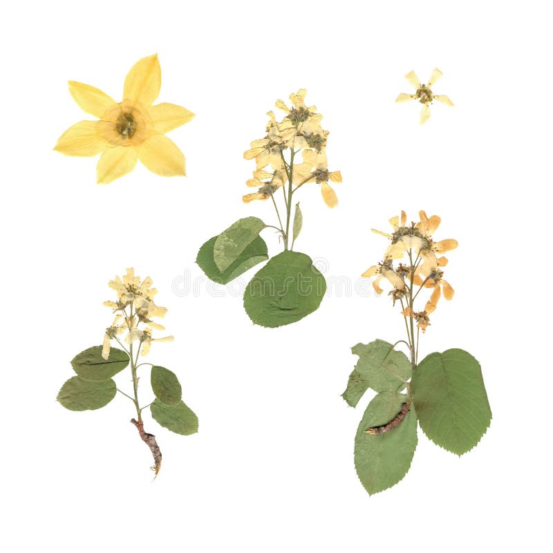 Herbarium Samenstelling van gedrukt en droog gras met blauwe bloemen op witte achtergrond royalty-vrije stock foto's Herbarium Samenstelling van gedrukt en droog gras met blauwe bloemen op witte achtergrond royalty-vrije stock foto's