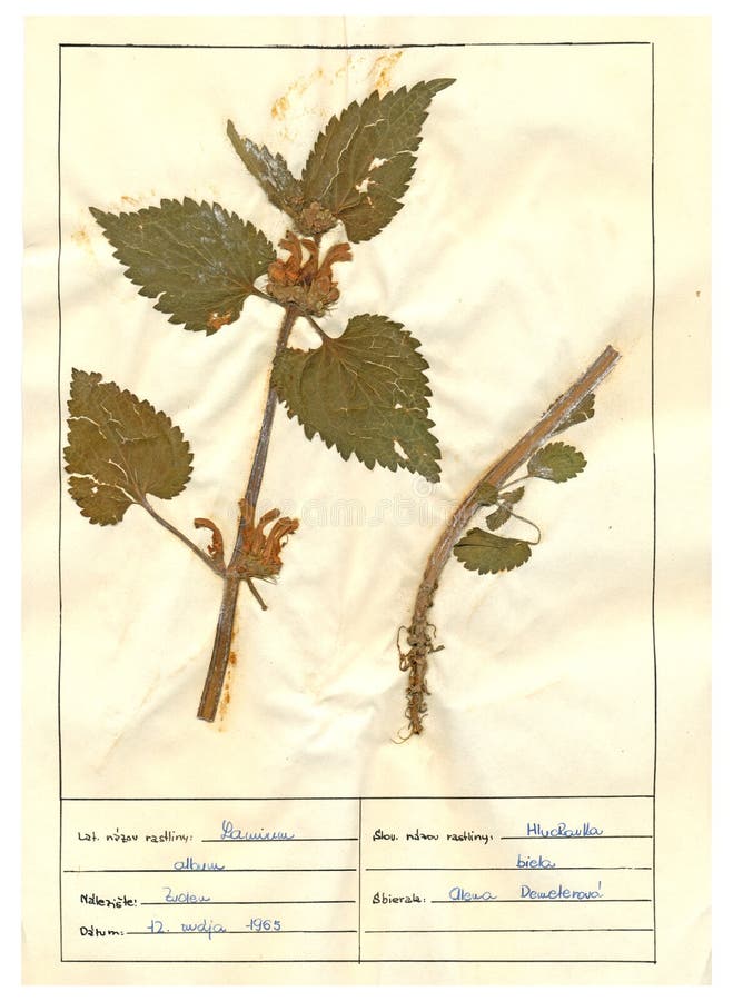 Herbarium sheet 4/30 stock photo. Image of classification 24050238