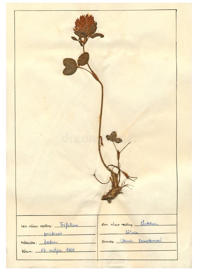 Herbarium sheet 4/30 stock photo. Image of classification 24050238
