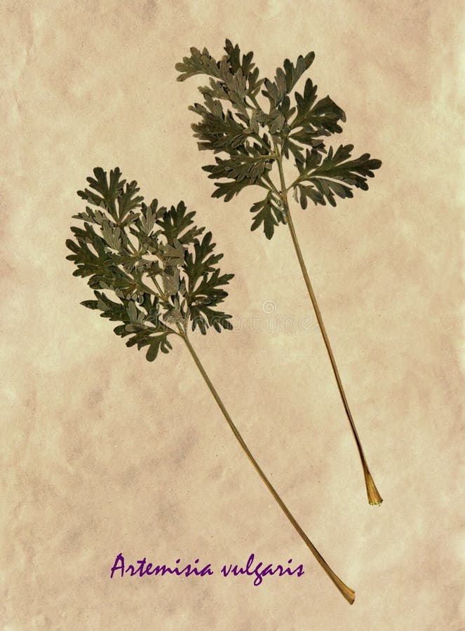 Herbarium van gemeenschappelijke alsem stock afbeelding Herbarium van gemeenschappelijke alsem stock afbeelding