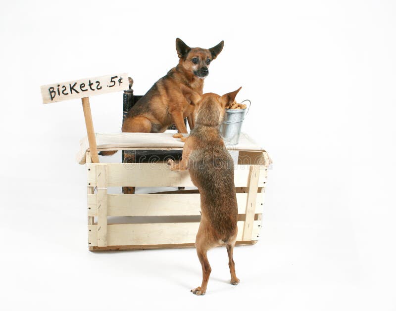 Two dogs at a biscuit stand. Two dogs at a biscuit stand