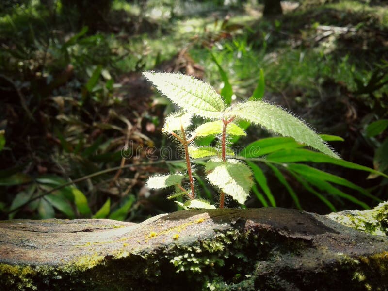 Herbe avec l'éclat images libres de droits Herbe avec l'éclat images libres de droits