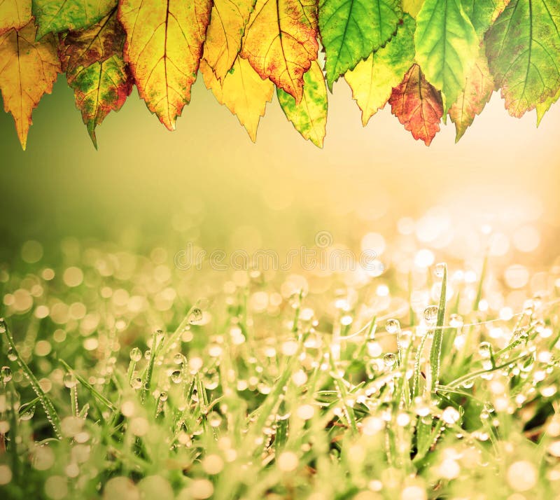 Herbe avec les gouttelettes de feuilles d'automne et d'eau de pluie et le boke de beauté image stock Herbe avec les gouttelettes de feuilles d'automne et d'eau de pluie et le boke de beauté image stock