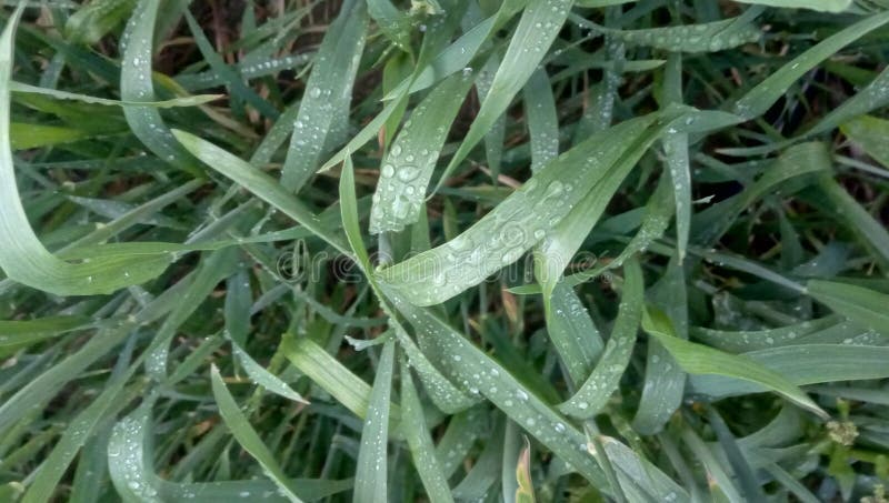 Herbe image libre de droits Herbe image libre de droits