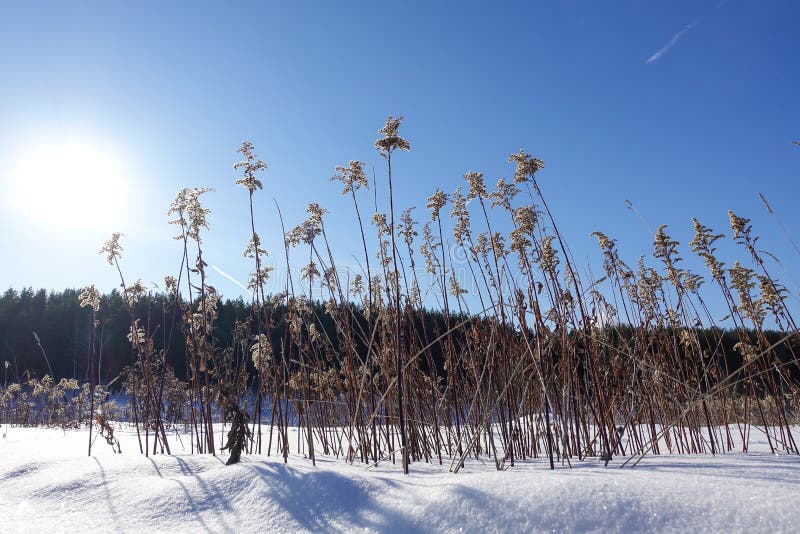 Herbe couverte de neige sèche allumée par le soleil lumineux, les chapeaux de neige sur des lames d'herbe, le soleil lumineux d'h photos libres de droits Herbe couverte de neige sèche allumée par le soleil lumineux, les chapeaux de neige sur des lames d'herbe, le soleil lumineux d'h photos libres de droits