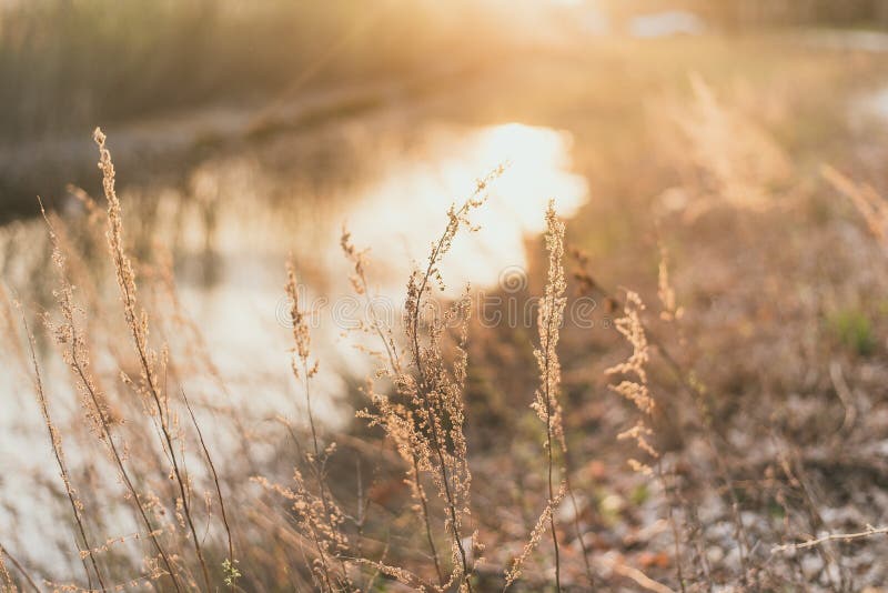 herbe de champ dans les rayons du coucher de soleil Beau fond champ d'or de seigle près de la rivière images libres de droits herbe de champ dans les rayons du coucher de soleil Beau fond champ d'or de seigle près de la rivière images libres de droits