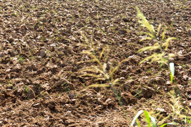 Herbe de labourage de sol photographie stock Herbe de labourage de sol photographie stock