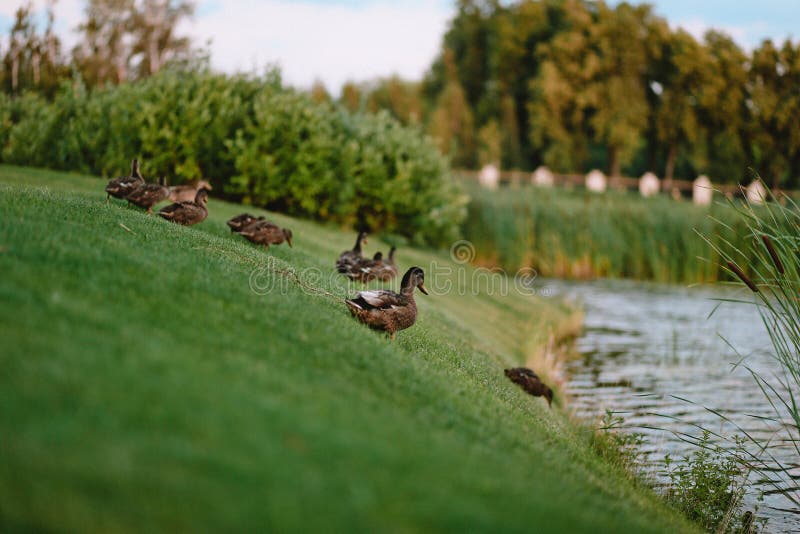 Herbe de lac de rivage de canards image stock