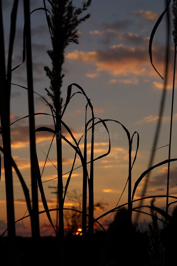 Herbe des pampas avec le coucher du soleil de fond image libre de droits Herbe des pampas avec le coucher du soleil de fond image libre de droits
