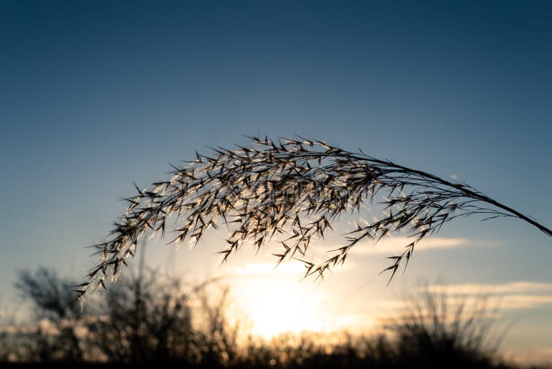 Herbe des pampas de selloana de Cortaderia avec un beau coucher du soleil à l'arrière-plan photographie stock Herbe des pampas de selloana de Cortaderia avec un beau coucher du soleil à l'arrière-plan photographie stock