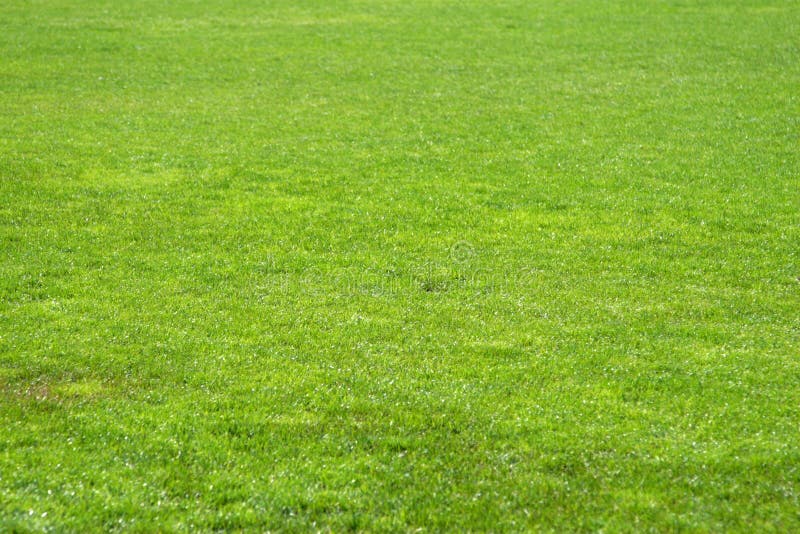 Herbe du football image stock Image du nature p turage Herbe du football image stock Image du nature p turage
