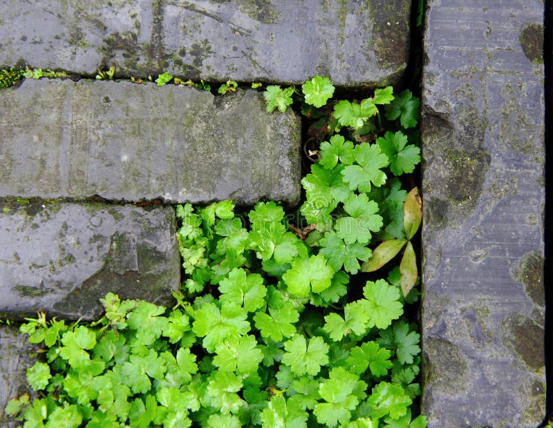 Herbe en fissures photographie stock Herbe en fissures photographie stock