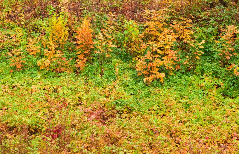 Herbe et feuilles d'automne après pluie comme fond photographie stock libre de droits Herbe et feuilles d'automne après pluie comme fond photographie stock libre de droits