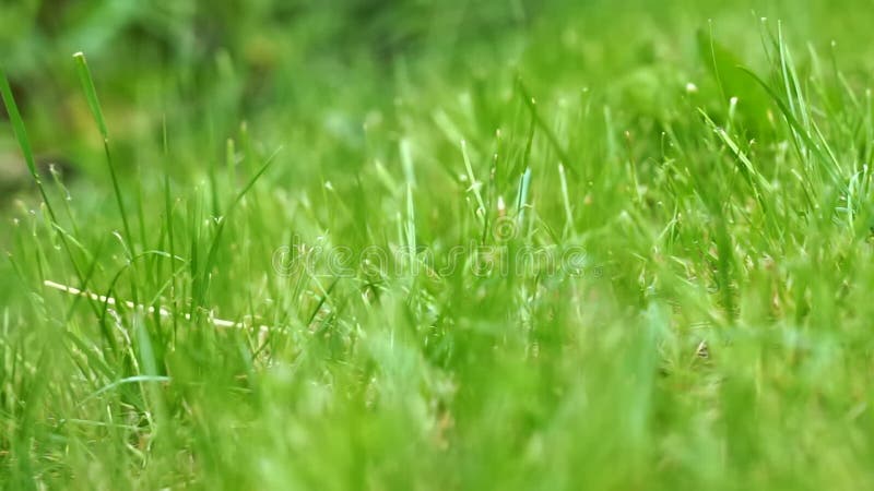 Herbe fraîche vert clair de pelouse dans un pays ou un parc de jardin de pré. Fond naturel de champ au jour ensoleillé. Texture de