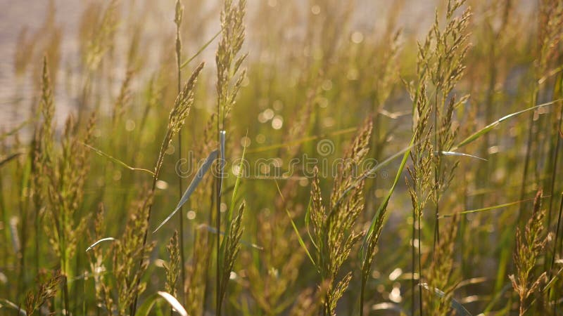 Herbe grande balançant dans le coucher du soleil