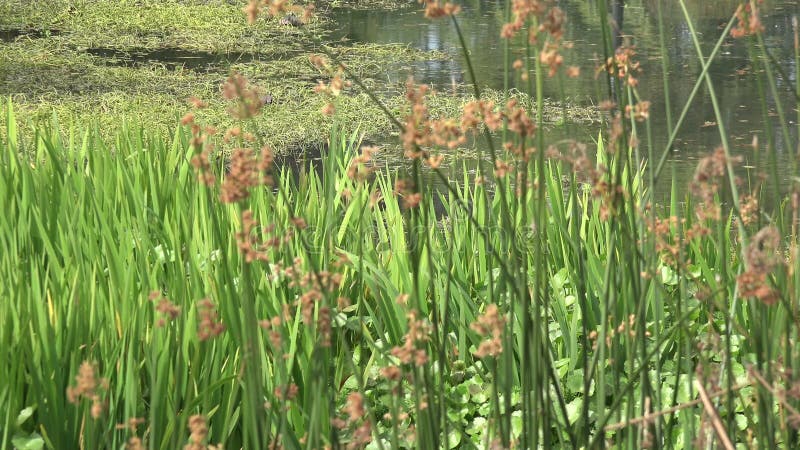 Herbe grande s'élevant par un étang une belle journée de printemps