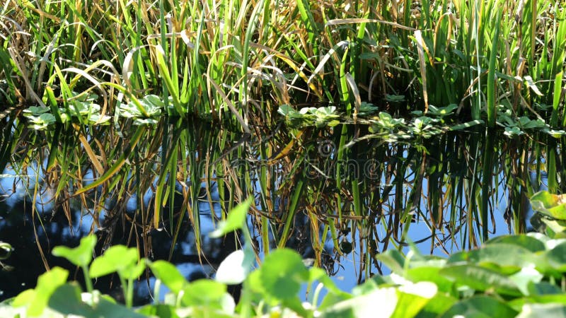 Herbe grande se reflétant dans l'eau d'un étang un jour de printemps