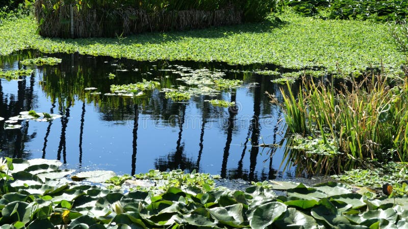 Herbe grande se reflétant dans l'eau d'un étang un jour de printemps